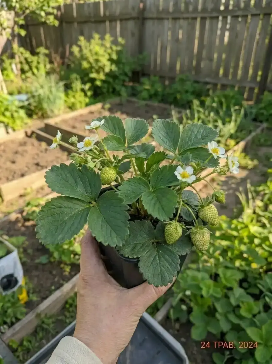 Пакування