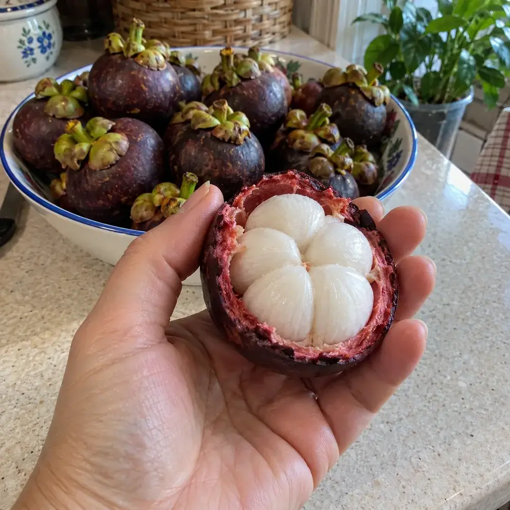 Розріз плоду мангостана